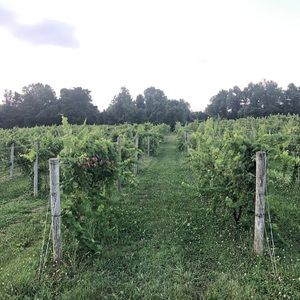 Meet your Posher, Alissa